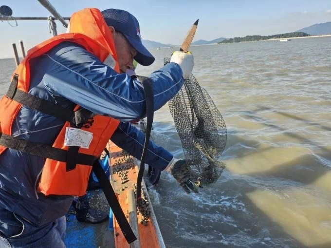 지난 10월 24일 전남 영광군 염산면 칠산해역에 참고막 137만 마리가 방류됐다. (영광군 제공)