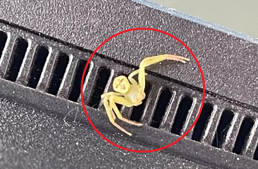 태국의 한 누리꾼이 사람 얼굴처럼 보이는 무늬가 있는 거미 사진을 올려 화제다. 페이스북