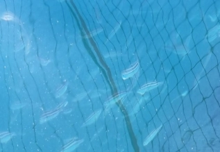 여수시 거문도 해역의 아열대성 어류 ‘벤자리’ 시험양식장.