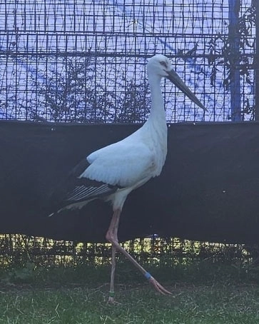 일본 황새 성조