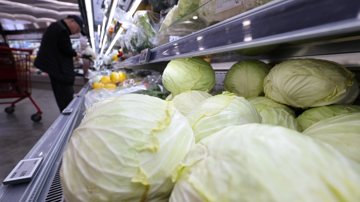 지난해 4월 서울의 한 대형마트에 양배추가 진열돼 있다. 뉴스1