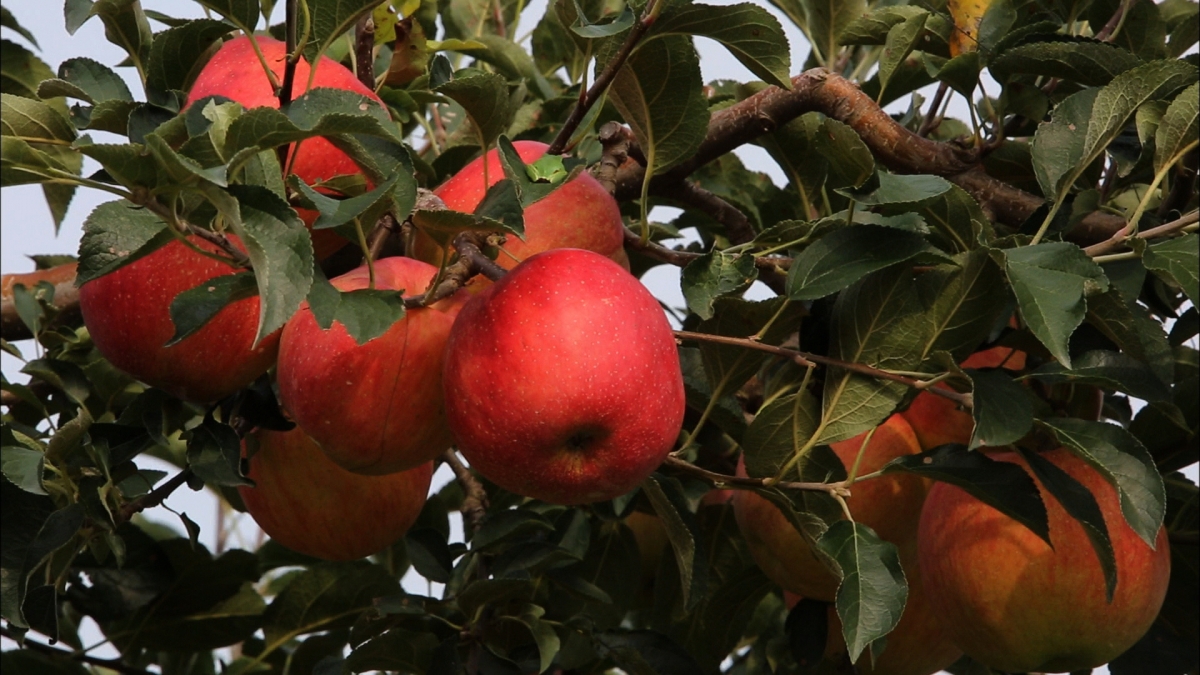 한국 사과의 대표 품종인 부사는 저장성과 당도가 높아 유통에 유리하지만 기후변화에 취약하고 재배 환경에 민감하다. 기후가 조금만 달라져도 사과 산업이 흔들릴 수 있는데, 이는 단일 품종에 대한 의존도가 높은 한국 농업 구조의 한계를 드러낸다. 김영사 제공