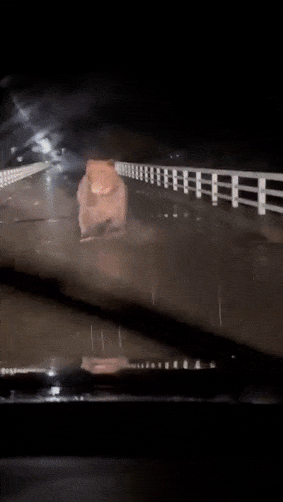 지난 6일 오후 일본 홋카이도 삿포로시에서 172㎞가량 떨어진 우라카와 마을의 한 다리 위에서 불곰이 차량을 향해 돌진하고 있다. 2025.11.7. 엑스(X) 캡처