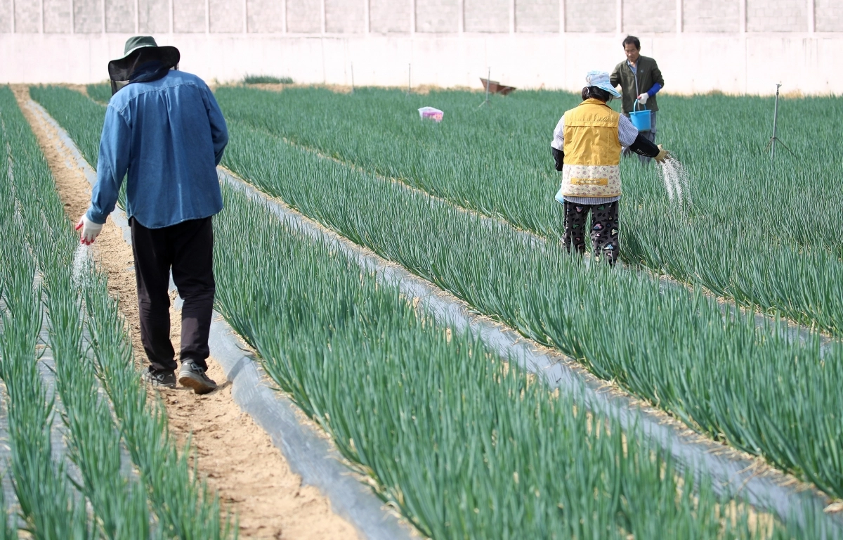 대구 동구 불로동 한 파밭에서 농민들이 빗물에 잘 녹아 스며들도록 미리 밭에 비료를 뿌리고 있다. 2023.4.4 뉴스1