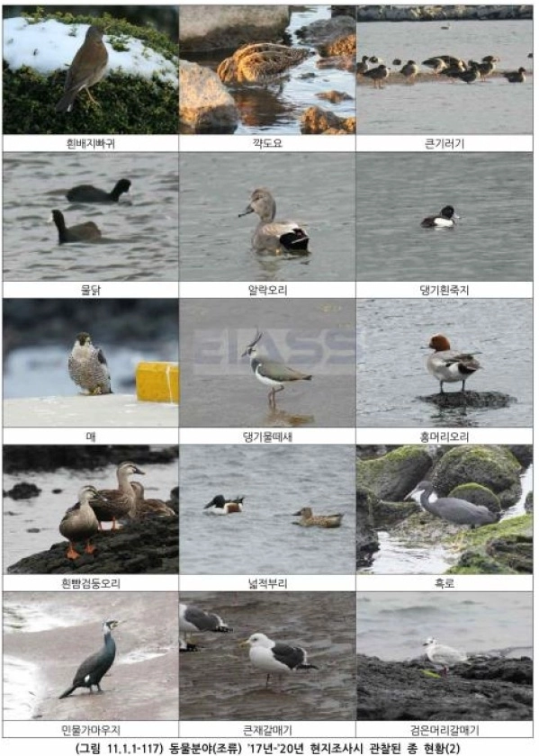 2017년~2020년 현지 조사서 관찰된 조류 현황. 국토부 제공
