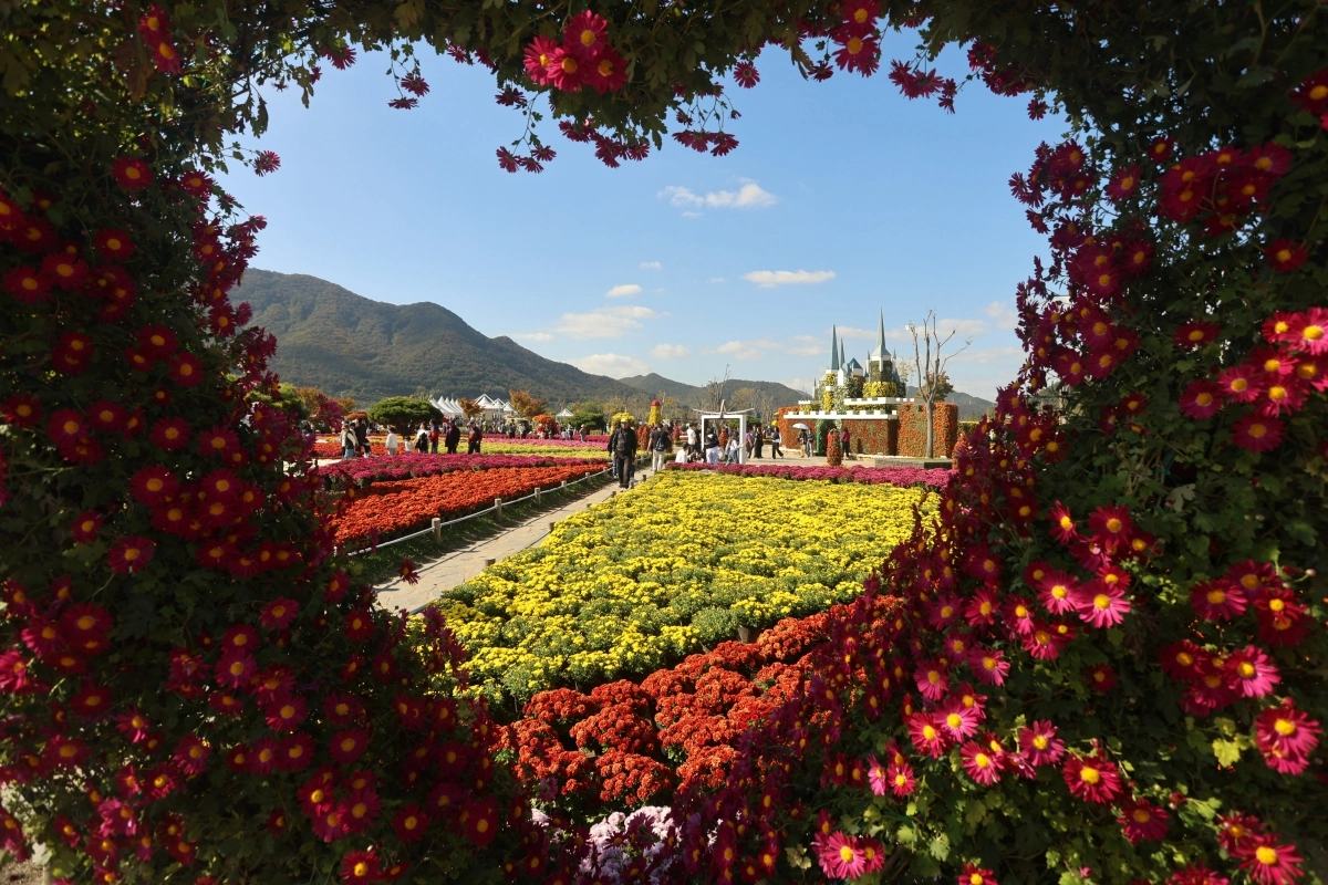 가을의 정취를 느끼게 하는 황산공원 국화축제.