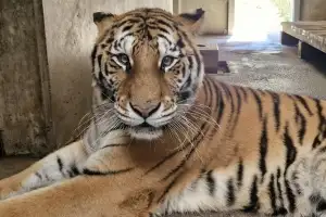 ‘한청’ 떠난 백두대간수목원 호랑이숲에 새 식구