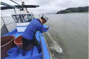 영광군, 칠산해역에 보리새우 종자 300만 마리 방류