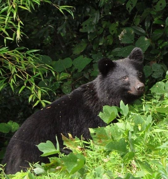 일본 이시카와현 가나자와 주택가에 출현한 곰. 교도 연합뉴스