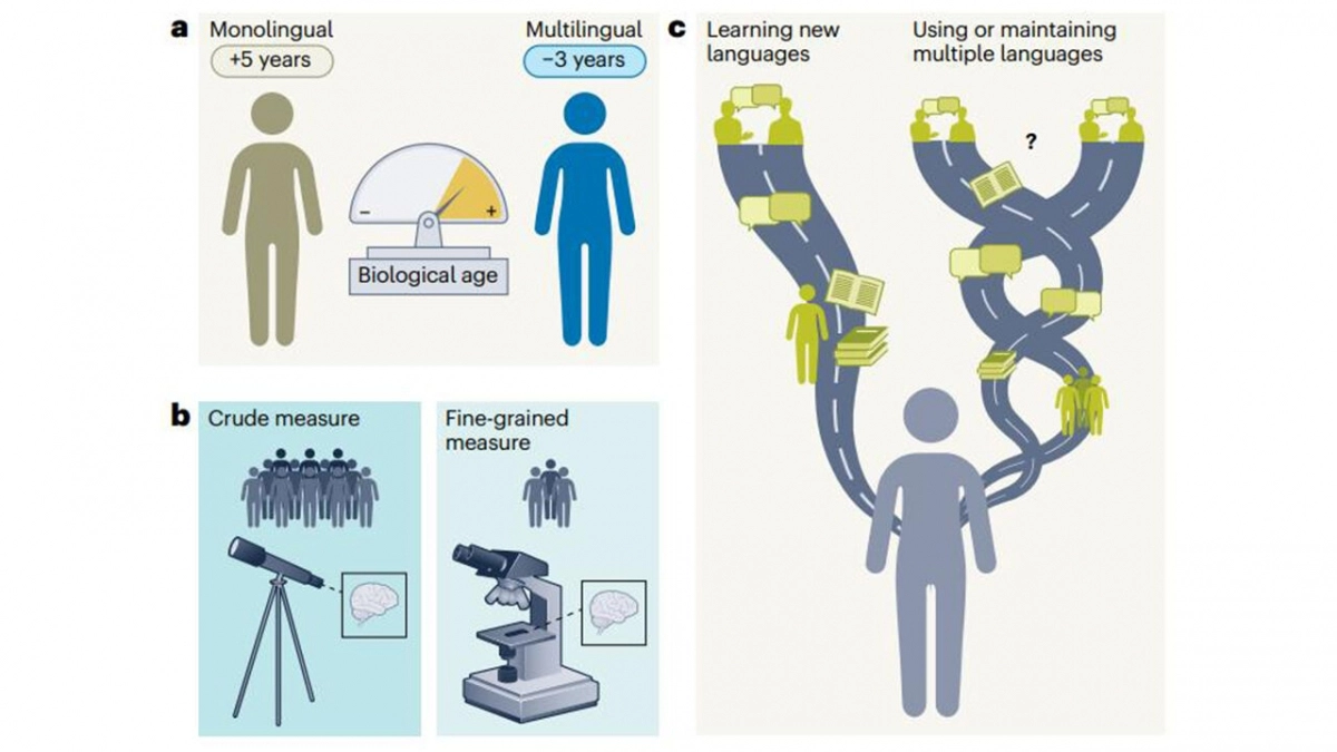 Nature Aging, Jason Rothman et al. 제공, 연합뉴스