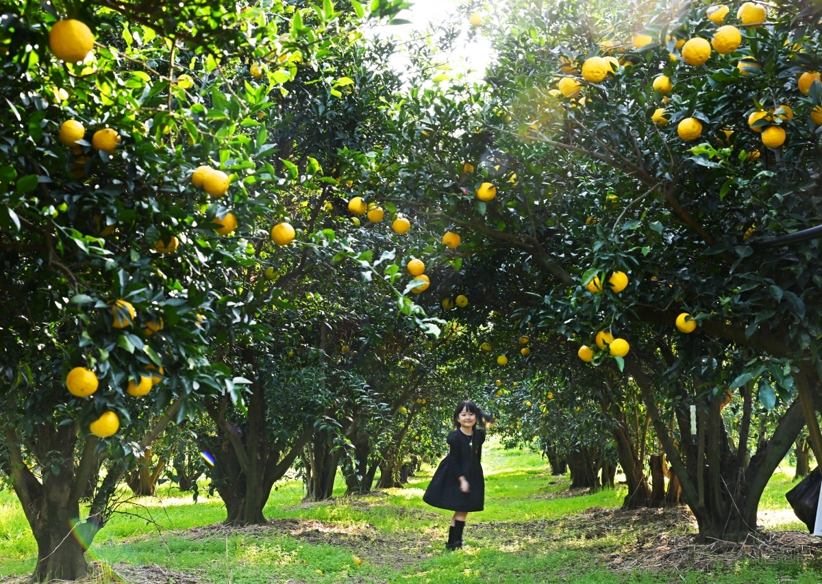 풍양면 유자공원. 일반 과수원과 달리 유자나무 사이에서 사진을 찍을 수 있다.