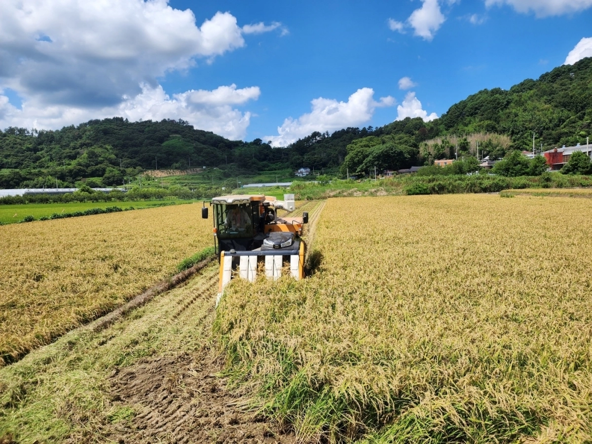전남 광양시의  벼논.