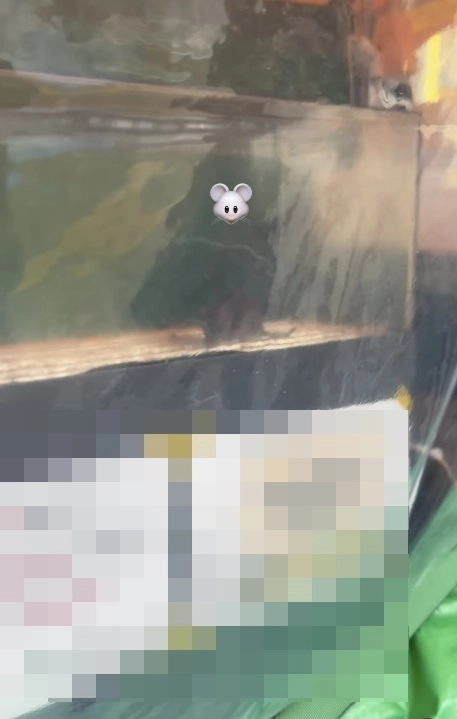 영업을 하지 않는 한 붕어빵 노점의 매대 위에 쥐가 있는 모습. 자료 : 인스타그램