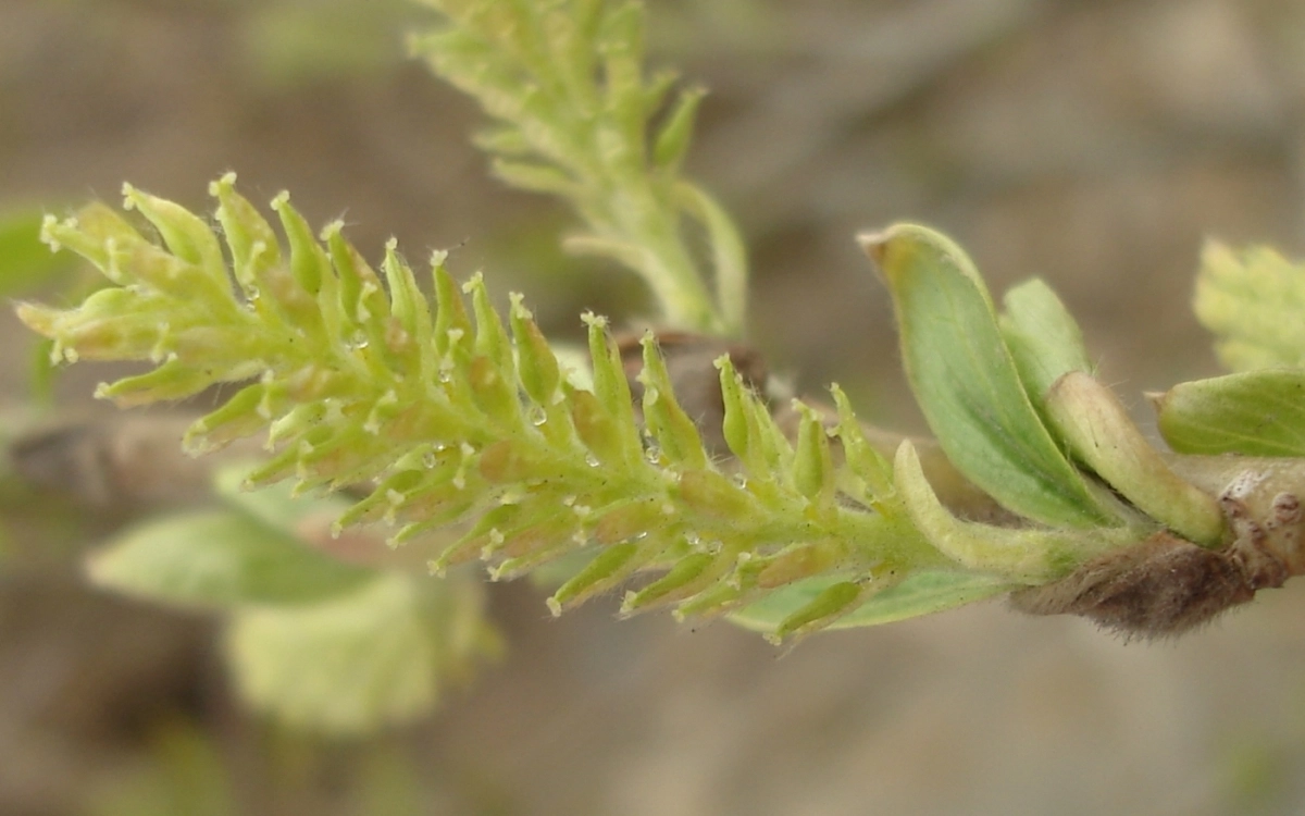 고양 장항습지에서 서식중인 산버들 모습 [고양시 제공]