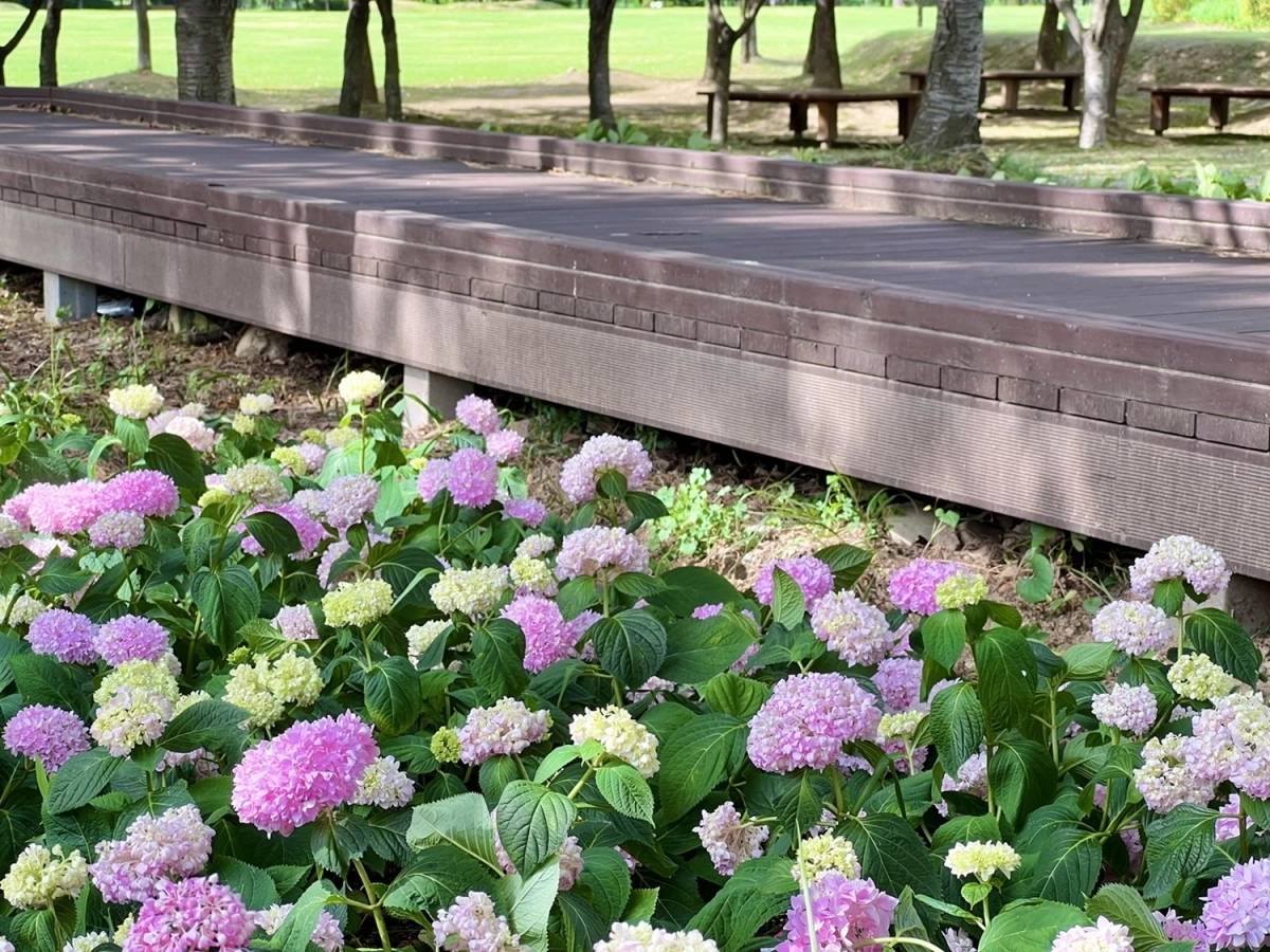 데크를 따라 수국을 만날 수 있는 대청호반 초록 숲길. 대전시 제공