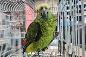 “앵무새가 커피 훔쳐 마신다” 신고 접수…경찰 “사람 워낙 잘 따라 손쉽게 구조”