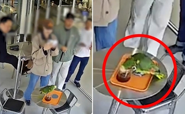 지난 16일 오후 3시 20분쯤 서울 영등포구 양평동의 한 카페에서 앵무새 한 마리가 손님 커피를 마시고 있다는 신고가 접수됐다. 2025.11.18 연합뉴스(독자 제공)