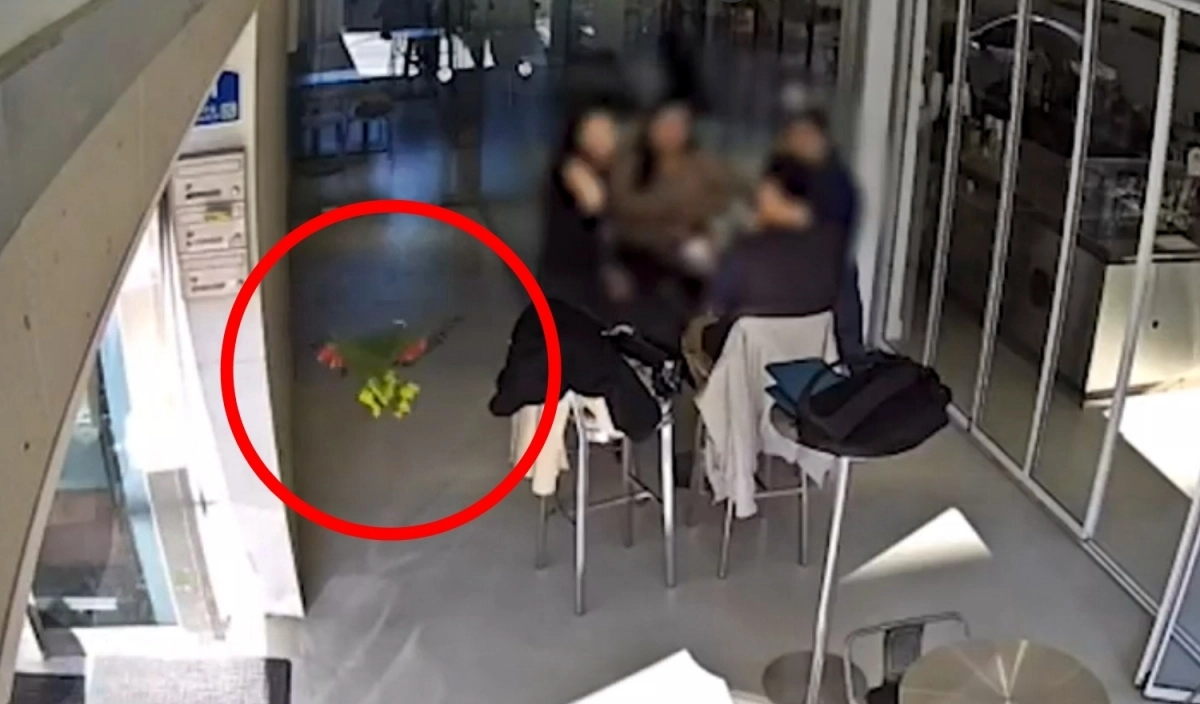 지난 16일 오후 3시 20분쯤 서울 영등포구 양평동의 한 카페에서 앵무새 한 마리가 손님 커피를 마시고 있다는 신고가 접수됐다. 사진은 앵무새가 카페로 날아드는 모습. 2025.11.18 연합뉴스(독자 제공)