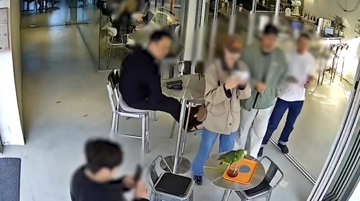 지난 16일 오후 3시 20분쯤 서울 영등포구 양평동의 한 카페에서 앵무새 한 마리가 손님 커피를 마시고 있다는 신고가 접수됐다. 2025.11.18 연합뉴스(독자 제공)
