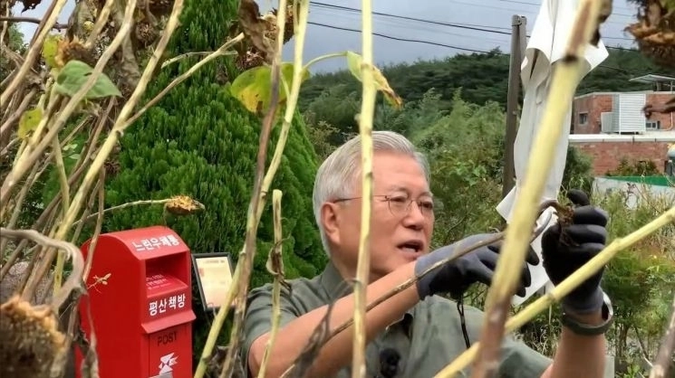 17일 자신이 운영하는 서점 ‘평산책방’의 유튜브 채널에 출연한 문재인 전 대통령. 해바라기씨를 수확하고 있다. 2025.11.17 유튜브