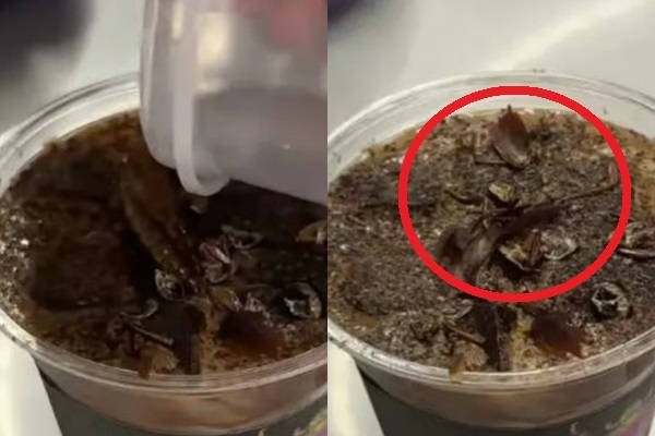 중국의 한 박물관에서 바퀴벌레 커피가 등장해 화제다. 가격은 한 잔에 45위안(약 9200원)으로, 후기에는 약간 신맛이 난다는 반응이 있었다. 웨이보