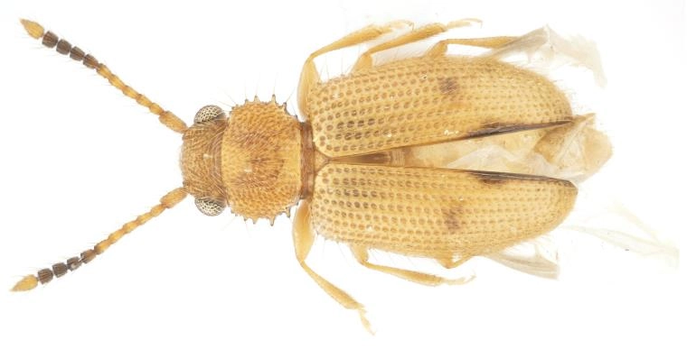 제주도에서 발견된 닮은모래가는납작벌레. 국립호남권생물자원관 제공