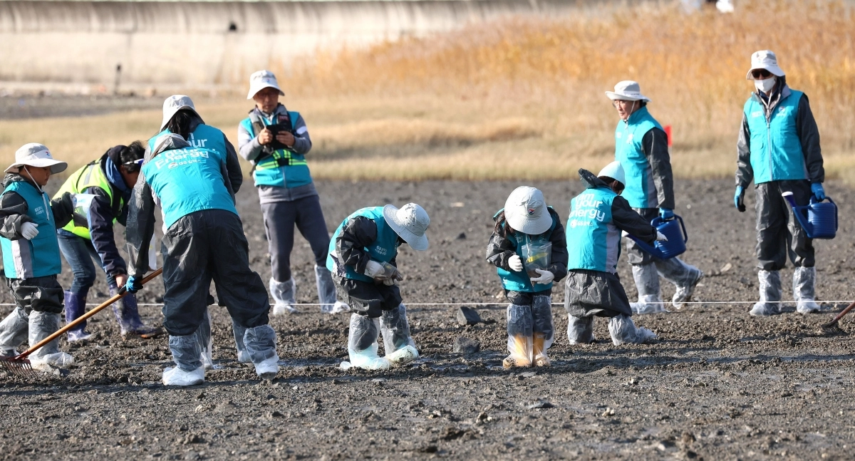 GS칼텍스 임직원들이 지난 18일 여수시 반월마을 인근 해역에서 염생식물을 식재하고 있다.