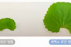 K-뷰티의 ‘원료 독립’ 선언... 중소기업이 일궈낸 ‘시카(Cica)’ 국산화의 기적