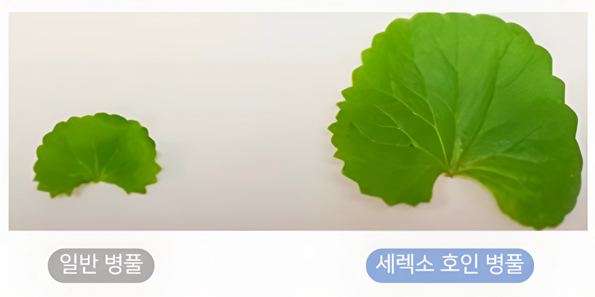 사진=에이바이오머티리얼즈 제공