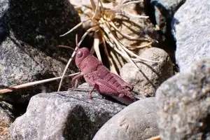 “일생 동안 마주칠 확률 단 1%” 분홍색이 ‘펄쩍’…희귀 돌연변이라는데