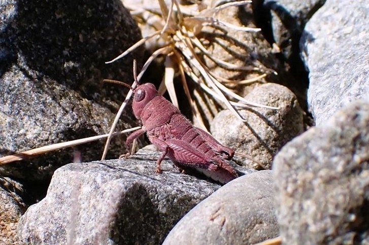 뉴질랜드 남성 매켄지 분지에서 발견된 분홍색 메뚜기. ‘시가우스 로부스투스’라는 멸종위기종으로, 회색이나 갈색을 띄지만 이 개체는 유전적 돌연변이로 인해 분홍색을 띤다. 자료 : 뉴질랜드 보존부
