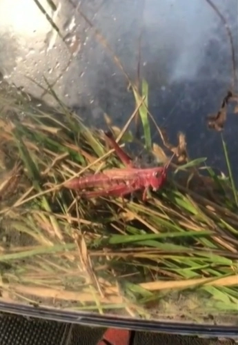 지난 9월 캐나다 노바스코샤주 리치몬드 카운티에서 발견된 분홍색 메뚜기. 자료 : 캐나다 CTV뉴스 보도화면