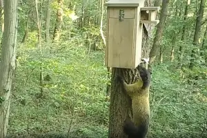 “이건 뭐지?” 인공둥지 찾아온 한 쌍…멸종위기종 ‘담비’ 첫 확인 [포착]