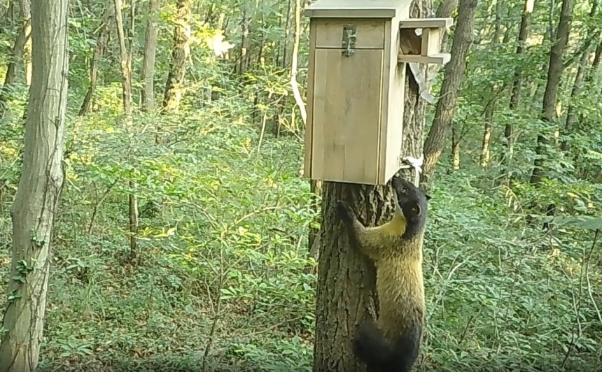 국립공원공단 한려해상국립공원 사무소가 20일 공개한 지난 8월 경남 하동군 남해대교지구 일대에서 발견된 담비의 모습. 2025.11.20. 국립공원공단 한려해상국립공원 사무소 제공 영상 캡처