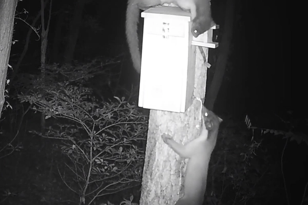 국립공원공단 한려해상국립공원 사무소가 20일 공개한 지난 8월 경남 하동군 남해대교지구 일대에서 발견된 담비의 모습. 2025.11.20. 국립공원공단 한려해상국립공원 사무소 제공 영상 캡처