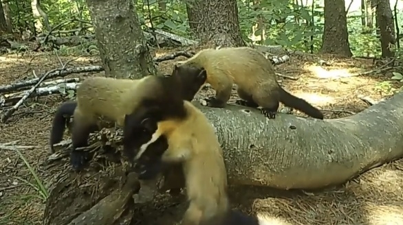 지난 8월에는 경기도 포천에 있는 광릉숲에서 생후 100일 정도의 아기 담비 두 마리가 어미 담비 뒤를 따라다니는 장면이 포착됐다. 국립수목원 광릉숲 제공 영상 캡처
