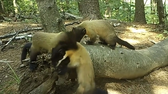 지난 8월에는 경기도 포천에 있는 광릉숲에서 생후 100일 정도의 아기 담비 두 마리가 어미 담비 뒤를 따라다니는 장면이 포착됐다. 국립수목원 광릉숲 제공 영상 캡처