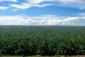 포스코인터, 인니 팜 기업 인수… 1.3조 투자