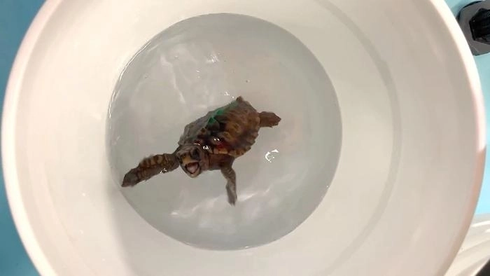 수천 ㎞를 이동하는 대표적 회유성 해양 동물인 바다거북은 지구 자기장을 느낄 수 있는 감각을 갖고 있는 것으로 밝혀졌다.  미국 노스캐롤라이나대 채플힐 캠퍼스 제공