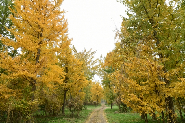 지난 21일 개장한 고령 다산 은행나무숲. 고령군 제공.