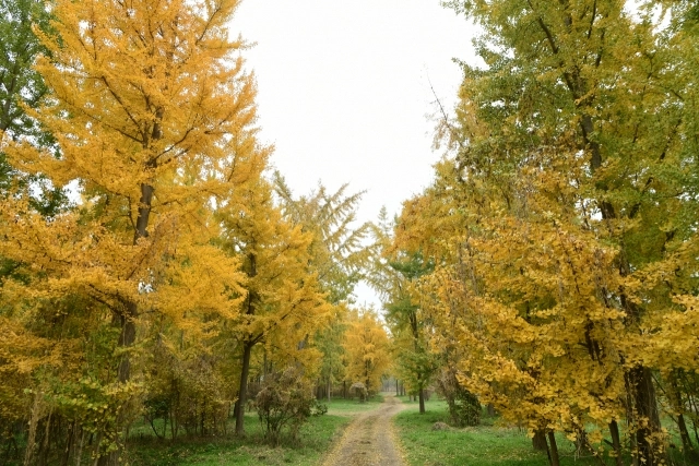 지난 21일 개장한 고령 다산 은행나무숲. 고령군 제공.
