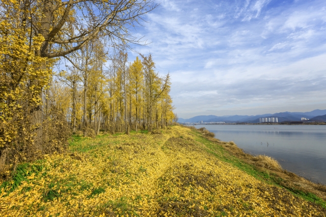 낙동강변을 따라 조성된 고령 다산 은행나무숲. 고령군 제공
