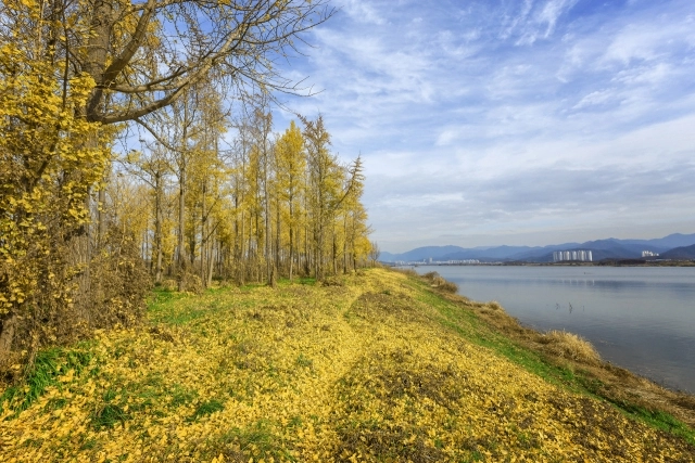 낙동강변을 따라 조성된 고령 다산 은행나무숲. 고령군 제공