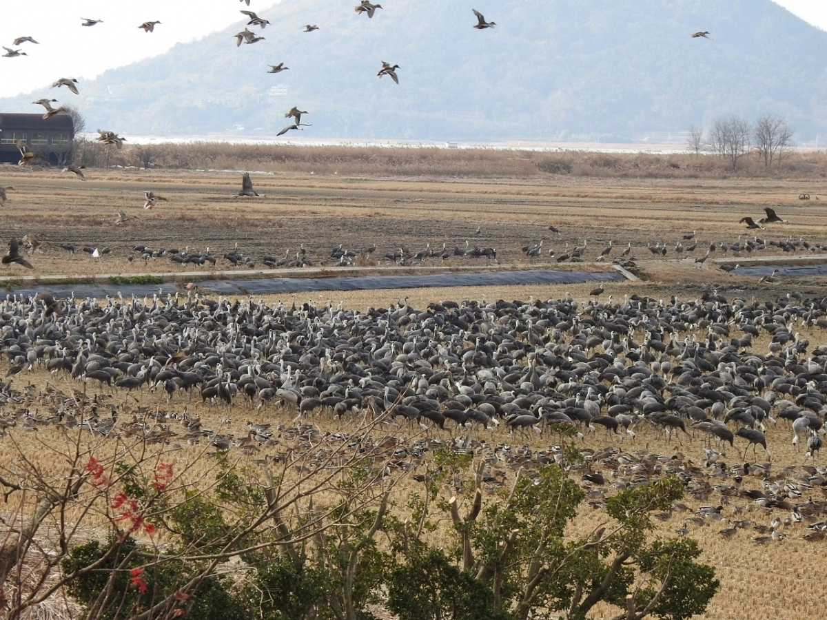 순천만 흑두루미