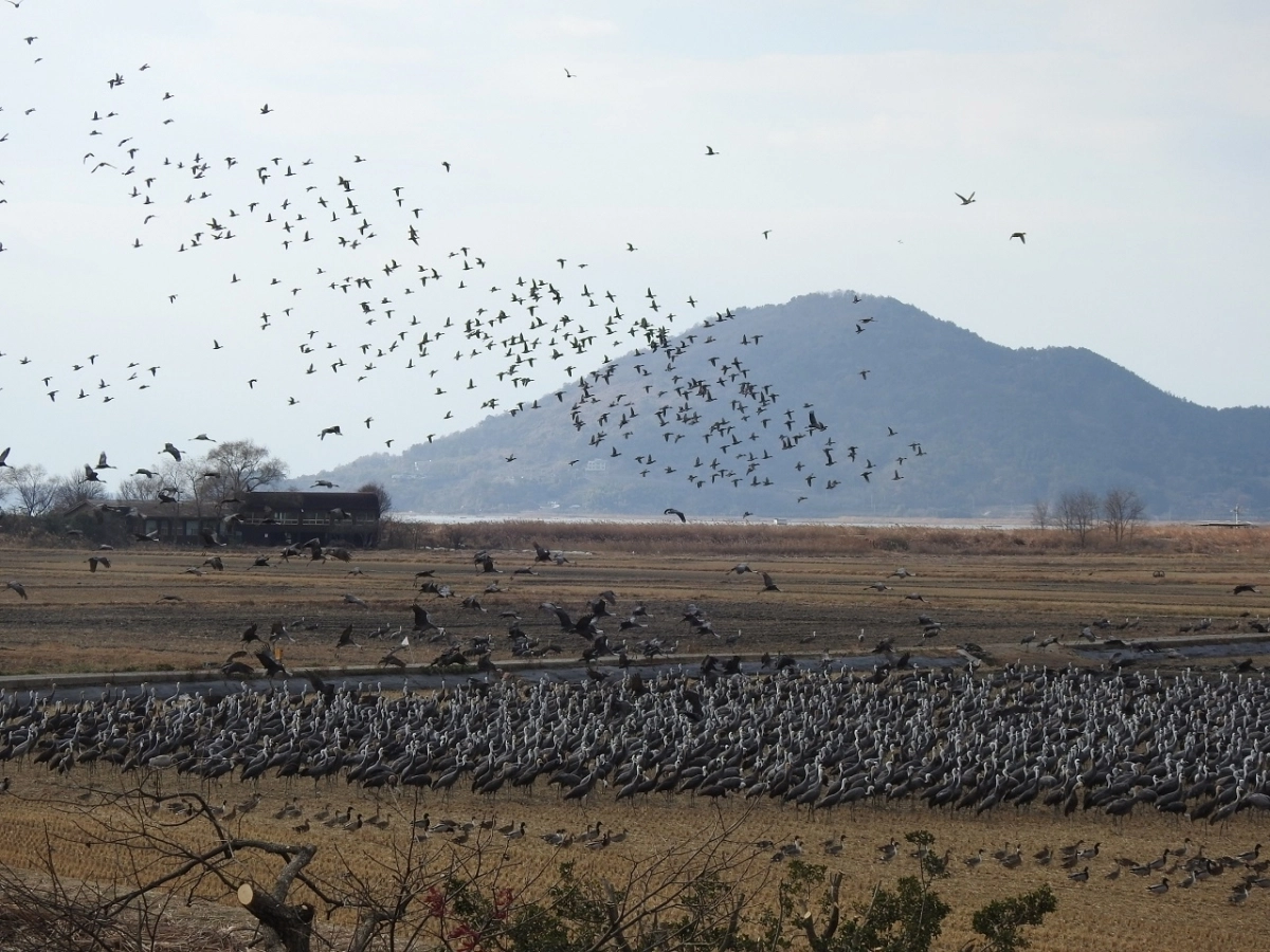 순천만 흑두루미