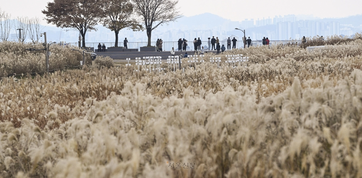 23일 서울 마포구 하늘공원을 찾은 나들이객들이 억새밭을 거닐며 늦가을 정취를 만끽하고 있다. 2025.11.23 이지훈 기자
