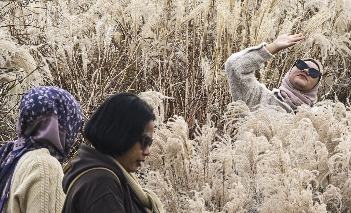 23일 서울 마포구 하늘공원을 찾은 나들이객들이 억새밭을 거닐며 늦가을 정취를 만끽하고 있다. 2025.11.23 이지훈 기자