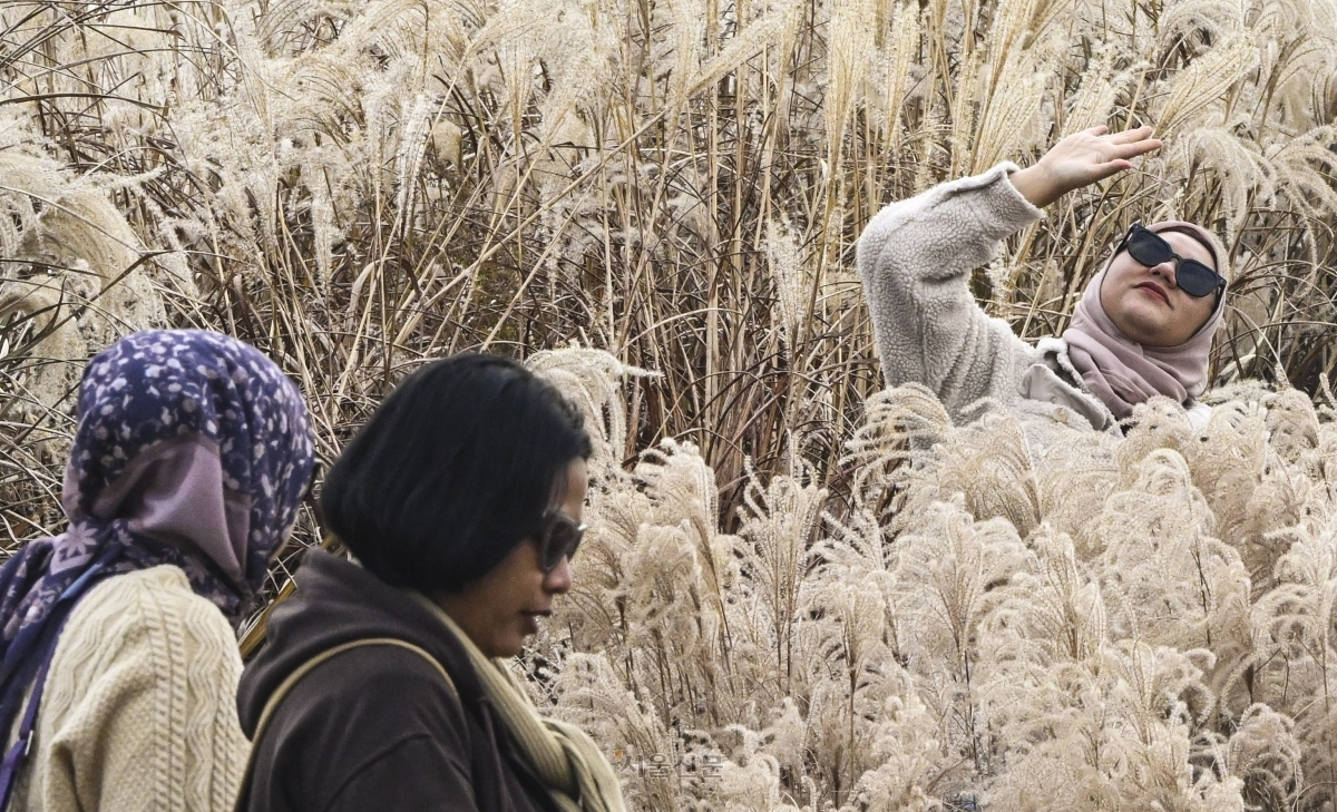 23일 서울 마포구 하늘공원을 찾은 나들이객들이 억새밭을 거닐며 늦가을 정취를 만끽하고 있다. 2025.11.23 이지훈 기자