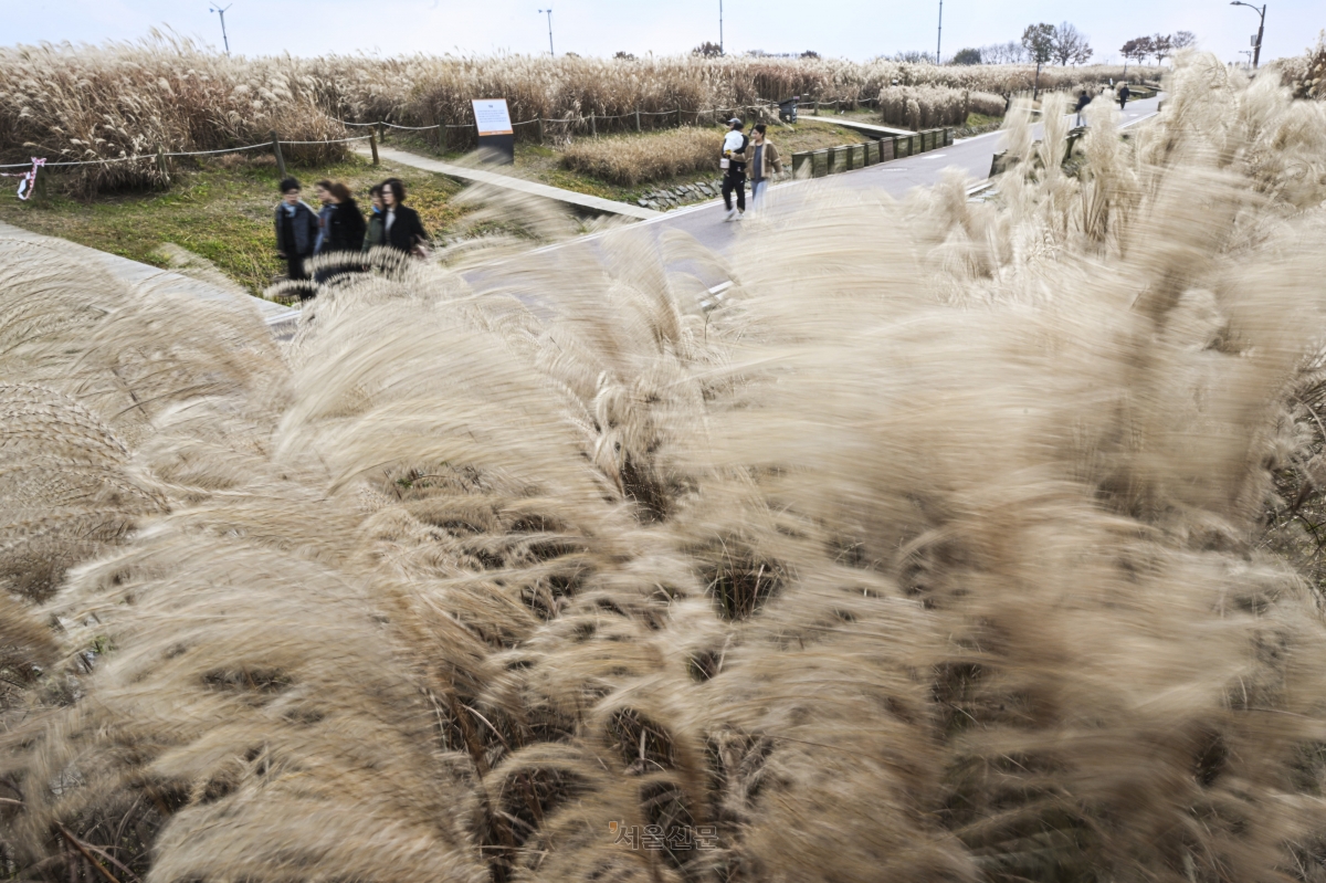 23일 서울 마포구 하늘공원을 찾은 나들이객들이 억새밭을 거닐며 늦가을 정취를 만끽하고 있다. 2025.11.23 이지훈 기자