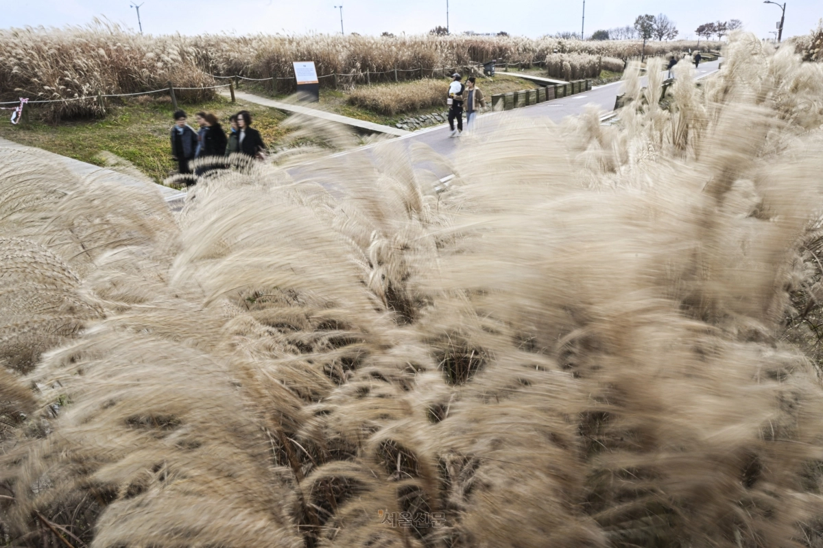 23일 서울 마포구 하늘공원을 찾은 나들이객들이 억새밭을 거닐며 늦가을 정취를 만끽하고 있다. 2025.11.23 이지훈 기자